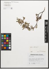 Foto von Salix retusa L.